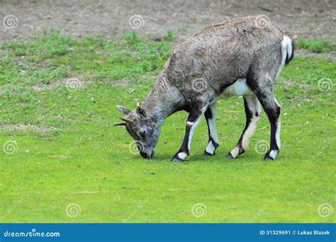 Bharal stock image. Image of himalayan, pseudois, nayaur - 31329691