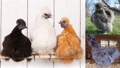 Top 14 Most Beautiful Chicken Breeds With Pictures