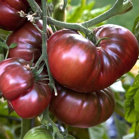 Tomato Black Krim Heirloom 25 Seeds Lilys Garden Store