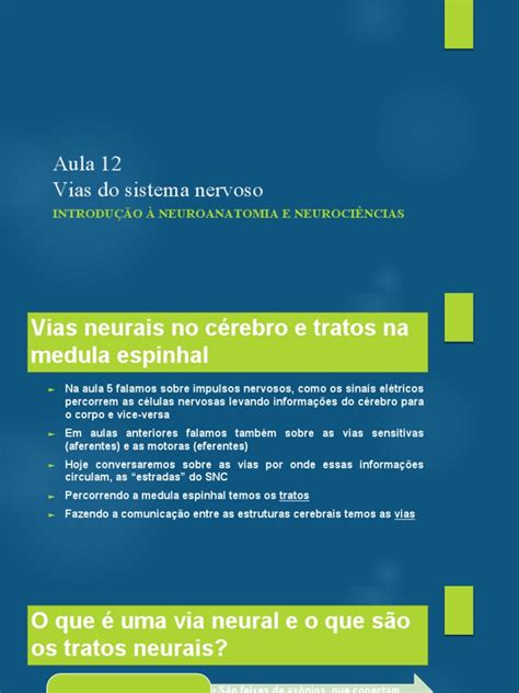 Resumo Neuroanatomia Pdf