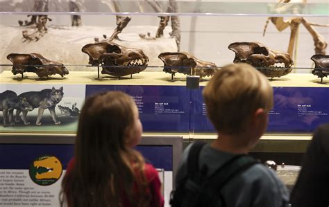 'Return' of dire wolf is not a conservation solution, experts warn