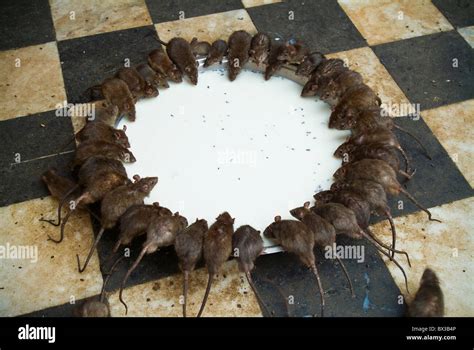 Rats Feeding At The Karni Mata Hindu Temple In Deshnoke Near Bikaner