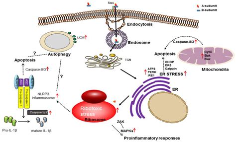 Toxins Free Full Text Shiga Toxins As Multi Functional Proteins