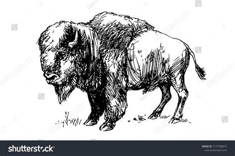 American Bison Buffalo Hand Drawn Illustration Buffalo Bison American