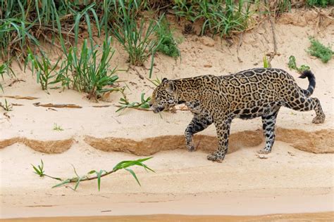 Jaguar Hunting in the Pantanal in Brazil Stock Image - Image of ...