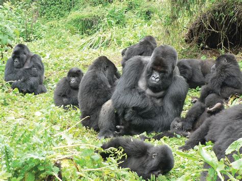 Episode Two Male Hierarchy And A Gorilla Groups Success Dian Fossey