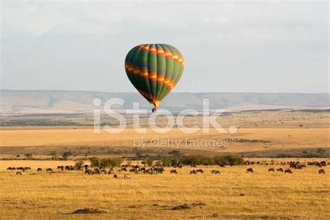 Hot Air Balloon Over The Masai Mara Stock Photo Royalty Free FreeImages