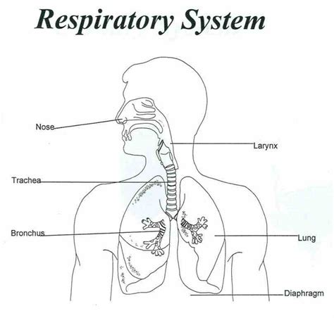 Cow Respiratory System Diagram Labeled Respiratory System Co