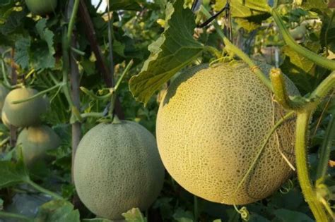 Wassermelone Pflanzen Tipps Zum Anbau Im Garten Plantura