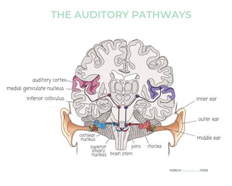 The Auditory System Sensory Processing Explained Auditory