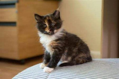 A Small Kitten Sitting On Top Of A Bed