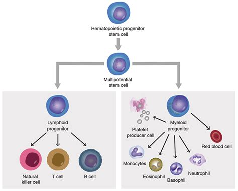 An Overview Of Pluripotent And Multipotent Stem Cell Targets Thermo