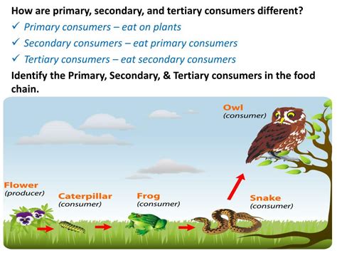 How Do Animals And Plants Depend On Each Other And Their Environment At