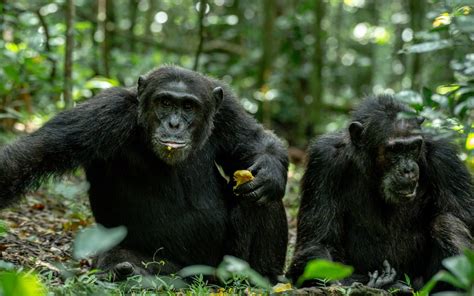 Kibale Forest National Park Munda Africa Adventure