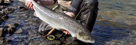 Salmon Fishing Iceland Freshwater Fly Sportquest Holidays