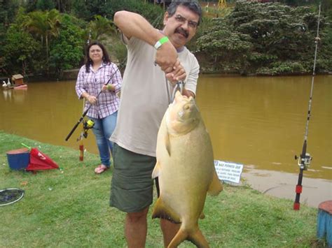 Pesque Pague Amigos Pescadores Pescaria E Campeonatos