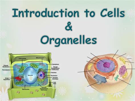 PPT Introduction To Cells Organelles PowerPoint Presentation Free