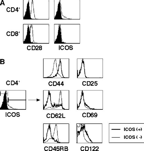 Memory Phenotype Cd T Cells Is Constitutively Expressing Icos A