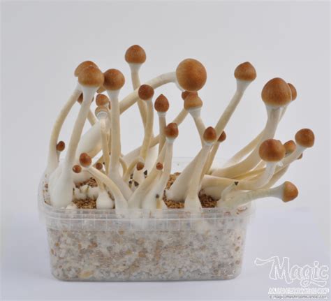 B Magic Mushrooms Grow Kit Getmagic Psilos Kaufen