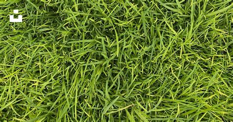 Identify Your Grass Artofit