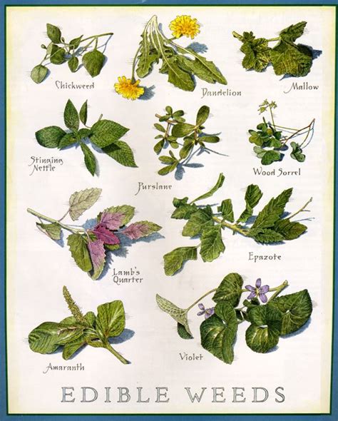 Edible Weed Chart From Green Infographic Garden Plant Id