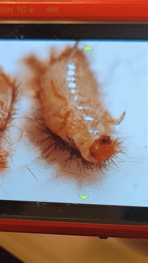 What are these larvae? : r/bugidentification