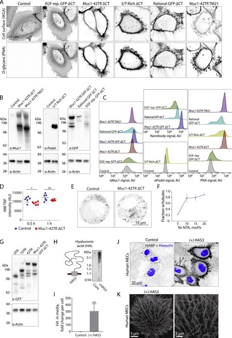 Physical Principles of Membrane Shape Regulation by the Glycocalyx: Cell