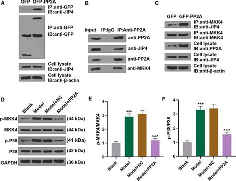 Pp2a Interacted With Jip4p38 Mapk Pathway In Mpc5 Cells And Pp2a