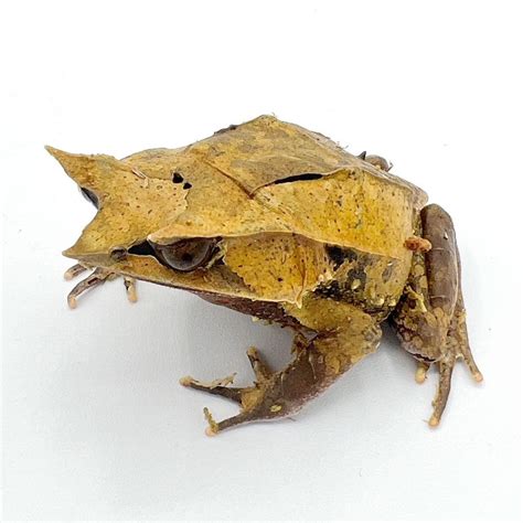 Malayan Leaf Frog Adult Males