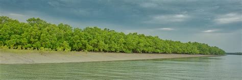 Sundarbans National Park | Sunderban Tiger | Wild Voyager