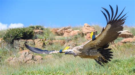 Tusk | Engaging Youth In Vulture Conservation Around Kruger National Park