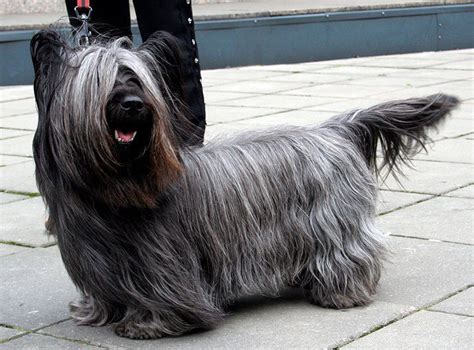 10 Razas De Perro De Pelo Largo Con Fotos Y Características