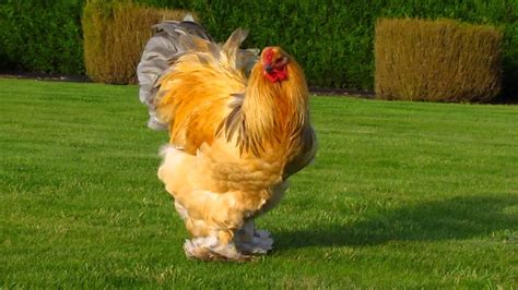 Handsome Fellas Buff Blue And Black Columbian Roosters Youtube