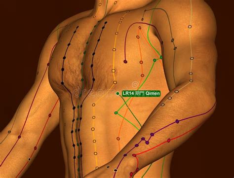 Liver Meridian Stock Illustrations – 33 Liver Meridian Stock ...