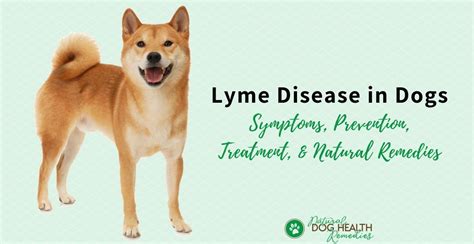 Lyme Disease in Dogs | Symptoms, Treatment, Natural Remedies