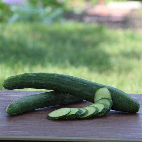 Cucumber Burpless 26 F1 – Harris Seeds