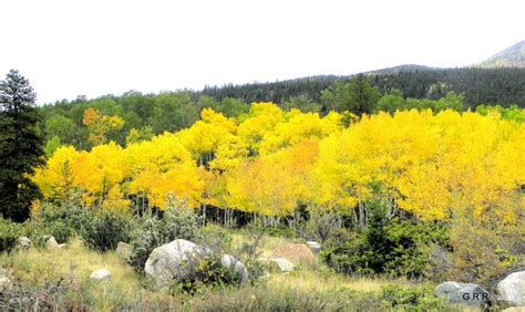 colorado colorful forest landscape