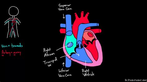 😎 Internal and external structure of the heart. Anatomy: Heart ...