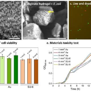 Lv Sem Images Of A E Coli Untreated Cells And B Bacteria Retained