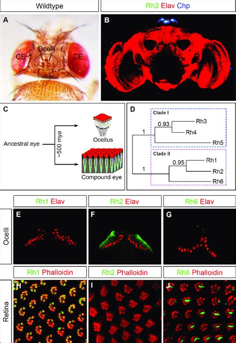 Overview Of An Insect Visual System Its Evolutionary Diversification