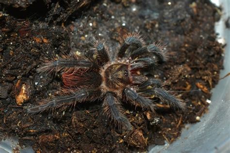 Cuban Bronze Tarantula Phormictopus Auratus By Gran Exotics Inc