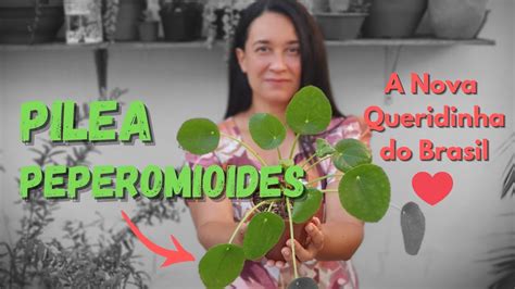 Pilea Peperomioides Como Cuidar E Fazer Mudas Dicas De Cultivo A