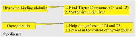 Thyroid:- Part 3 - Thyroxine-Binding Globulin (TBG) - Labpedia.net