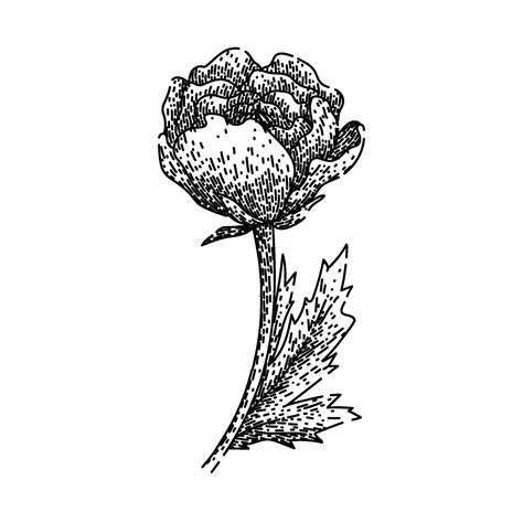 Petals Ranunculus Sketch Hand Drawn 43256595 Vector Art At Vecteezy