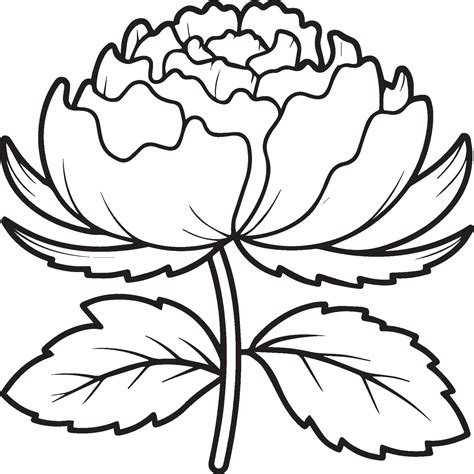 Peony Coloring Pages Peony Flower Outline For Coloring Book 42972959