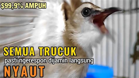 TRUCUKAN GACOR NGALAS Tarung ROPEL Paling Ampuh Untuk PANCINGAN