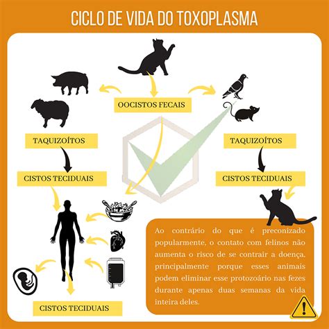 O Que A Toxoplasmose Pode Causar - TOXOPLASMOSE: Qual a sua importância?