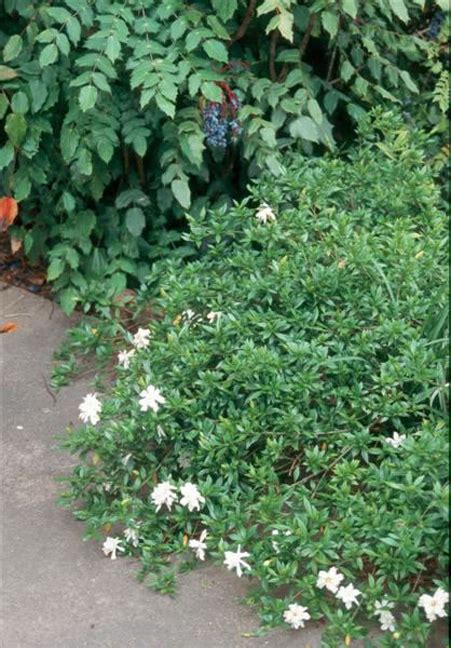 Gardenia Jasminoides Var Radicans Dwarf Gardenia