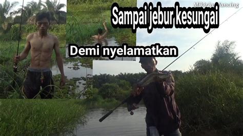 Cesting Ikan Toman Demi Menyelamatkan Sampai Terjun Kesungai