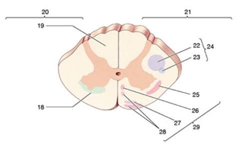 Neur Neuroanatomy Worksheet Spinal Cord Cross Sectional Anatomy